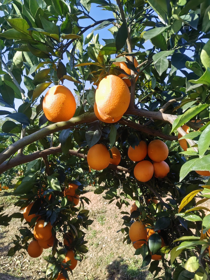 纽荷尔脐橙橙子熟了各位客商可以过来订货。又大又甜的脐橙。