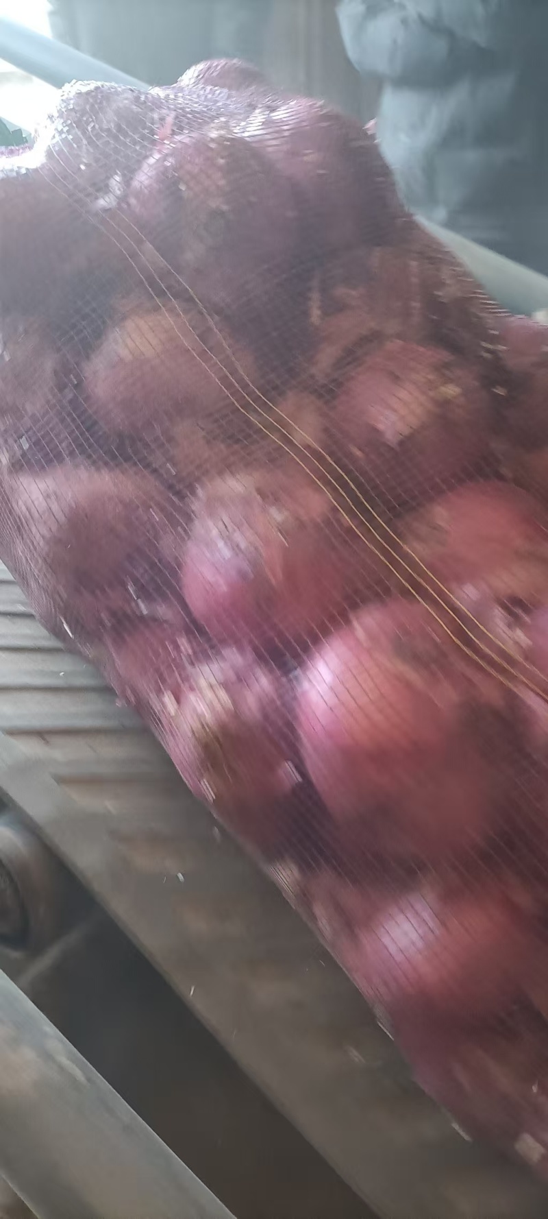 聊城二红洋葱出库中。