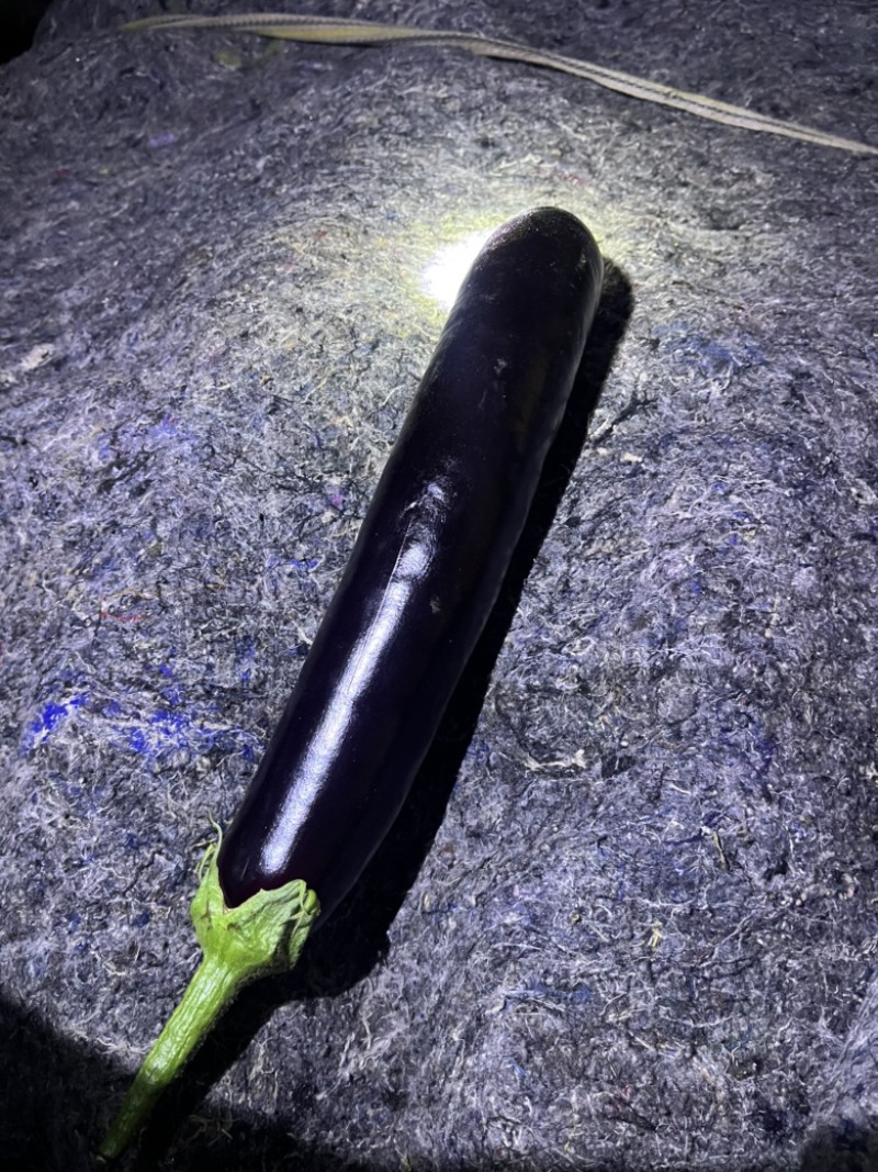 莘县蔬菜绿把长茄子产地直发常年有货全国代发