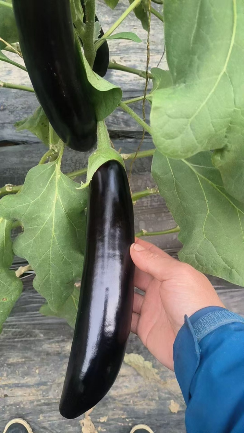 莘县蔬菜绿把长茄子产地直发常年有货全国代发