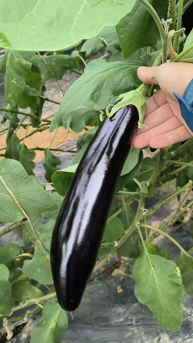 莘县蔬菜绿把长茄子产地直发常年有货全国代发