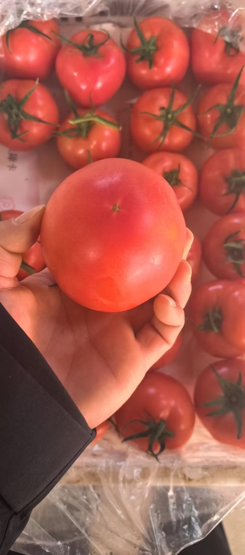 硬粉西红柿精品西红柿口感好现货先发大量供应视频看货欢迎来