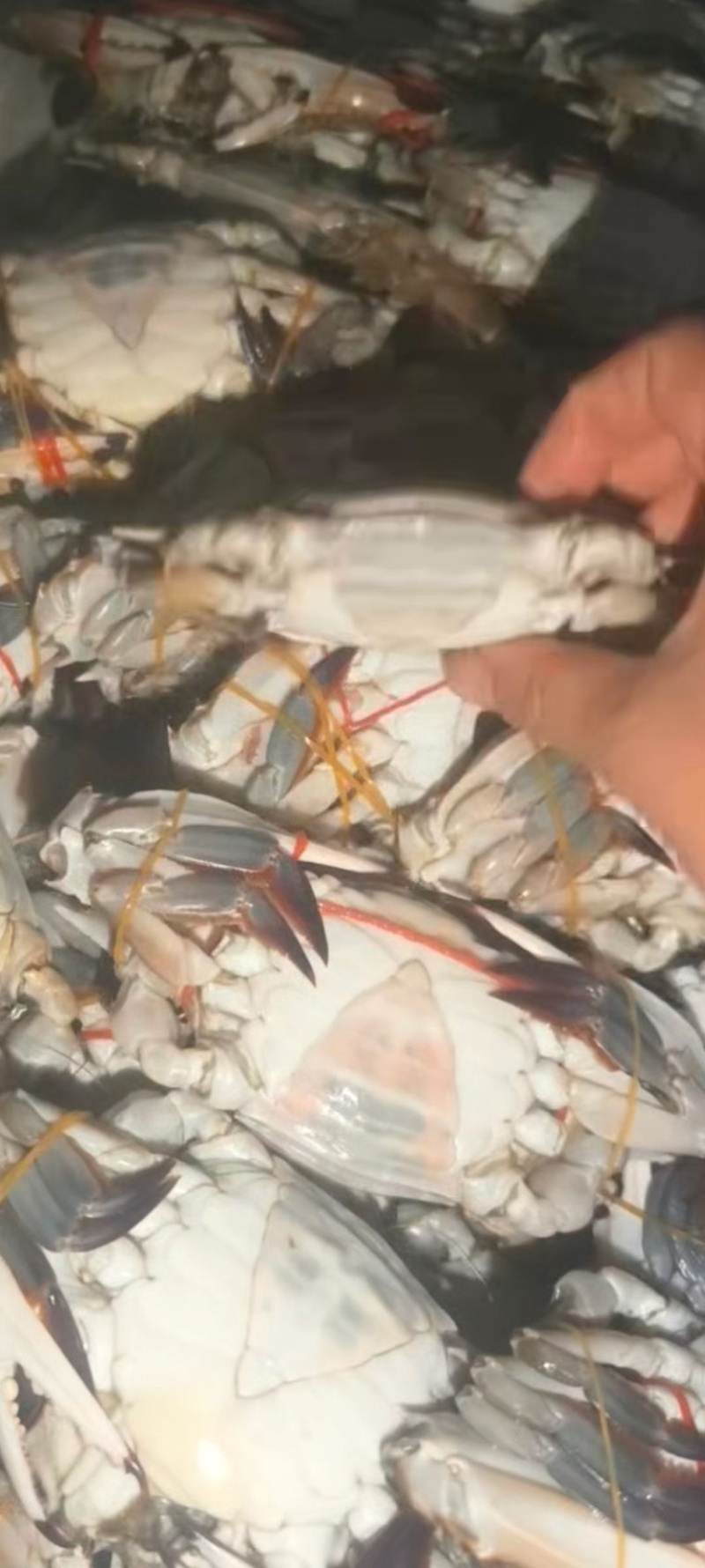 腌制大螃蟹