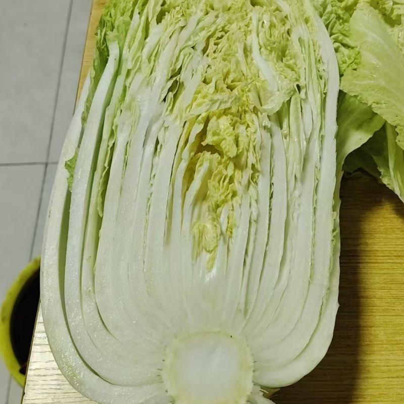 威县大白菜大量上市，欢迎各地客商前来采购！