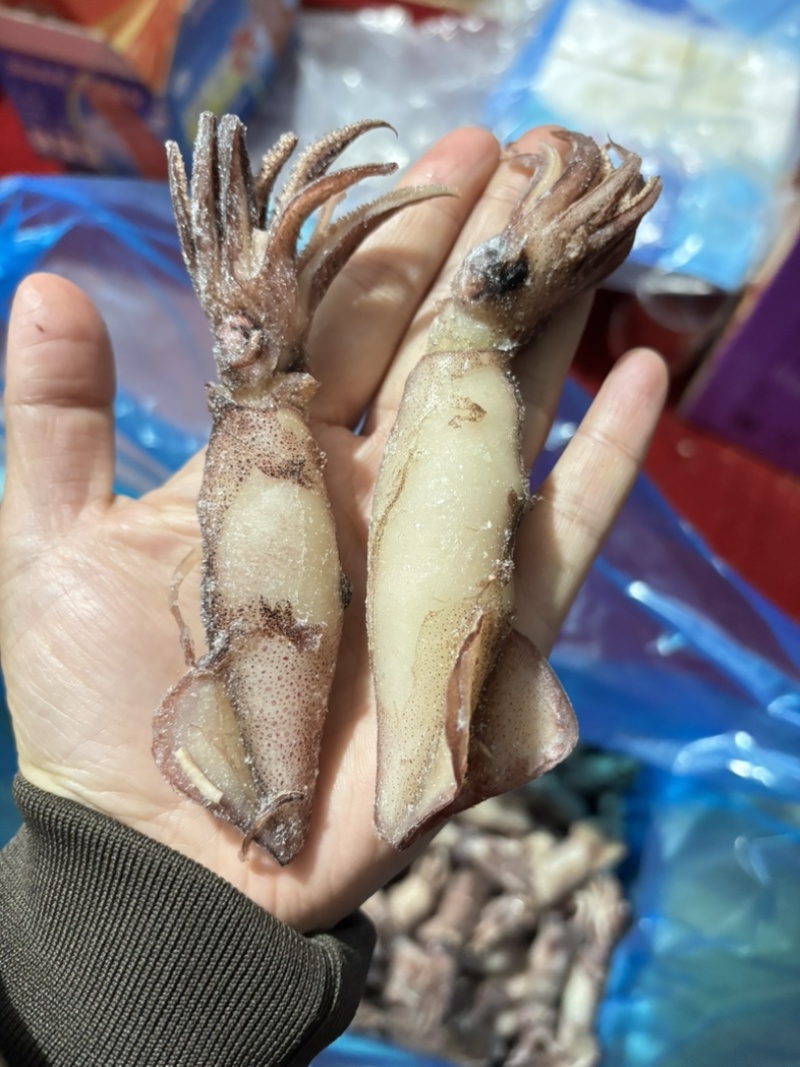 大乌籽