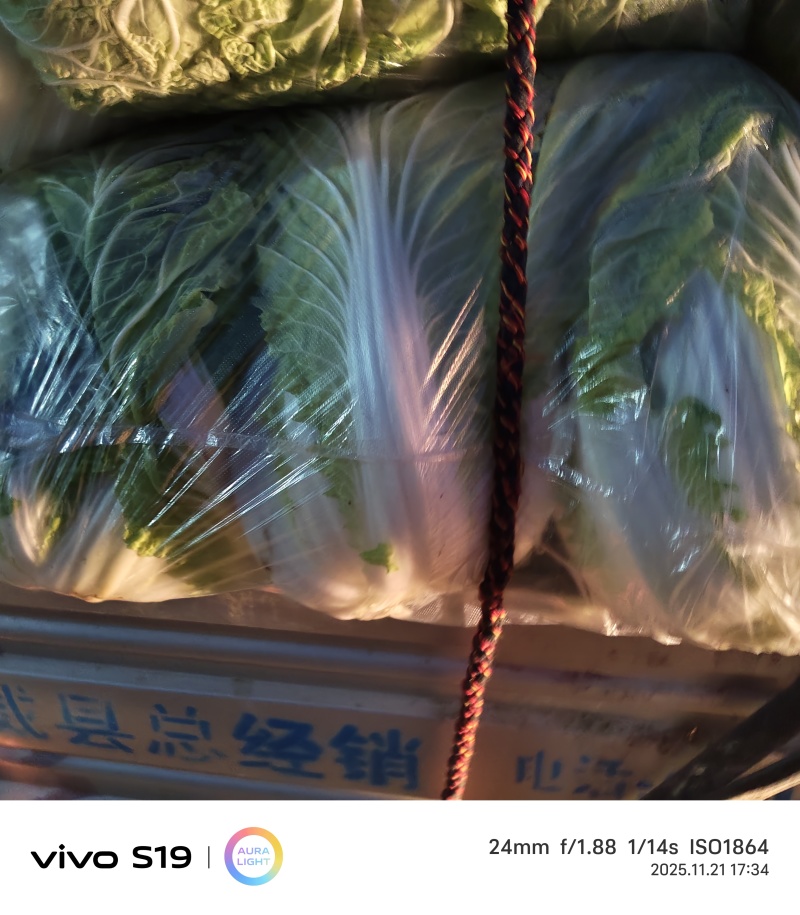威县大白菜大量上市，欢迎各地客商前来采购！