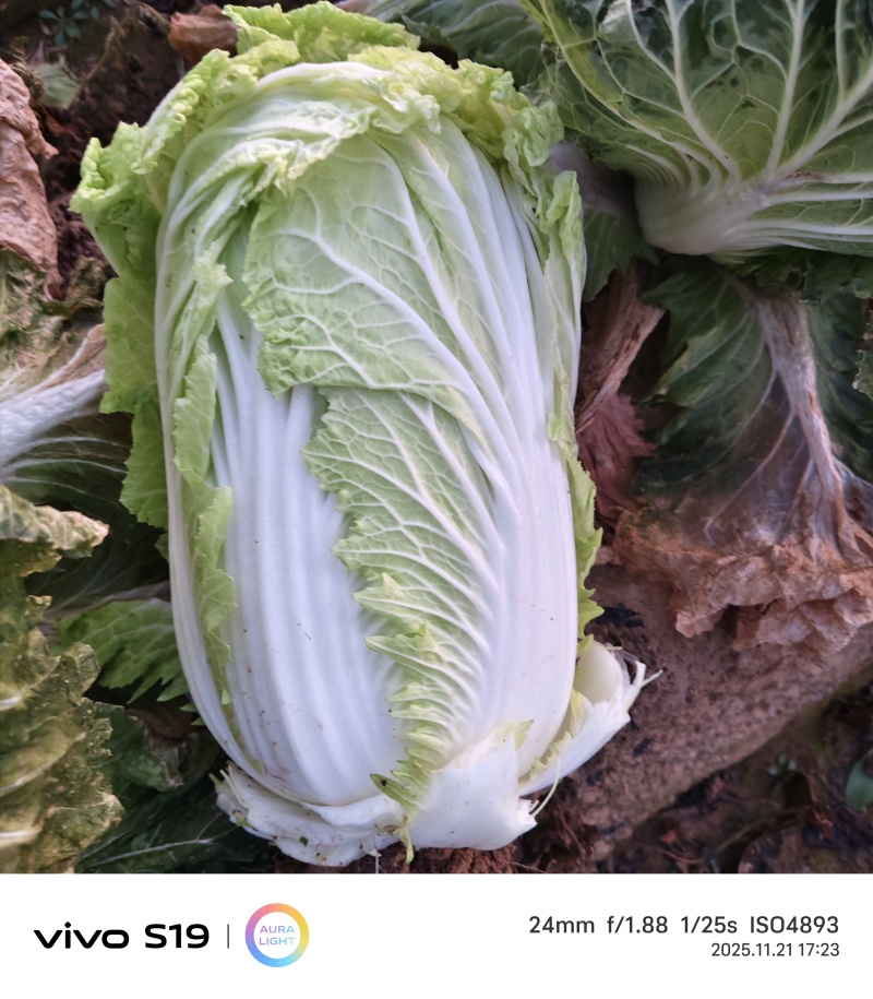 威县大白菜大量上市，欢迎各地客商前来采购！