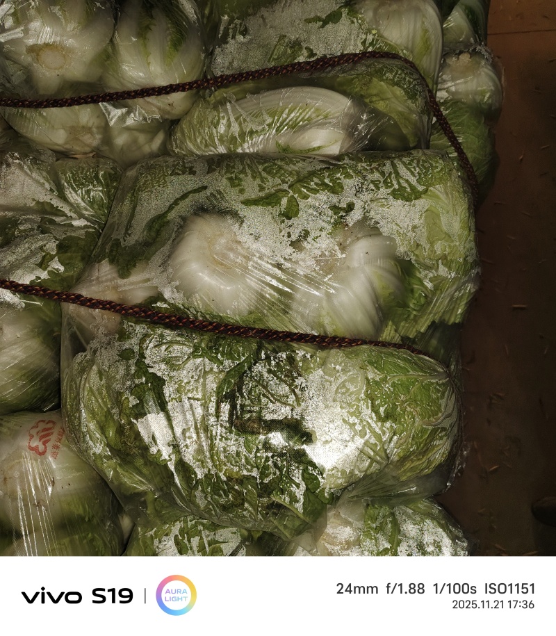 威县大白菜大量上市，欢迎各地客商前来采购！