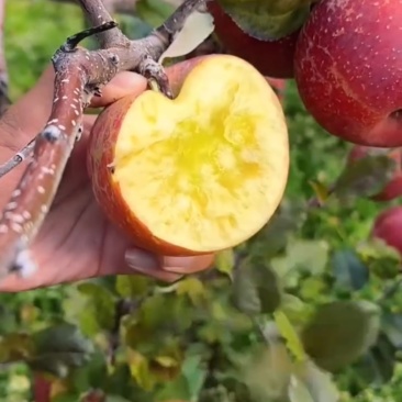 丑苹果树苗秋映糖心丑苹果