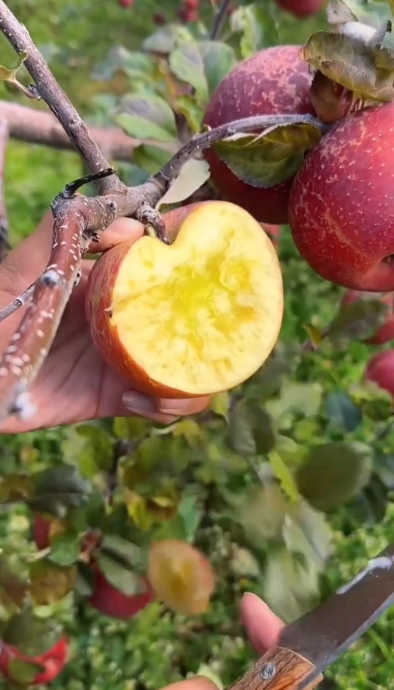 丑苹果树苗秋映糖心丑苹果