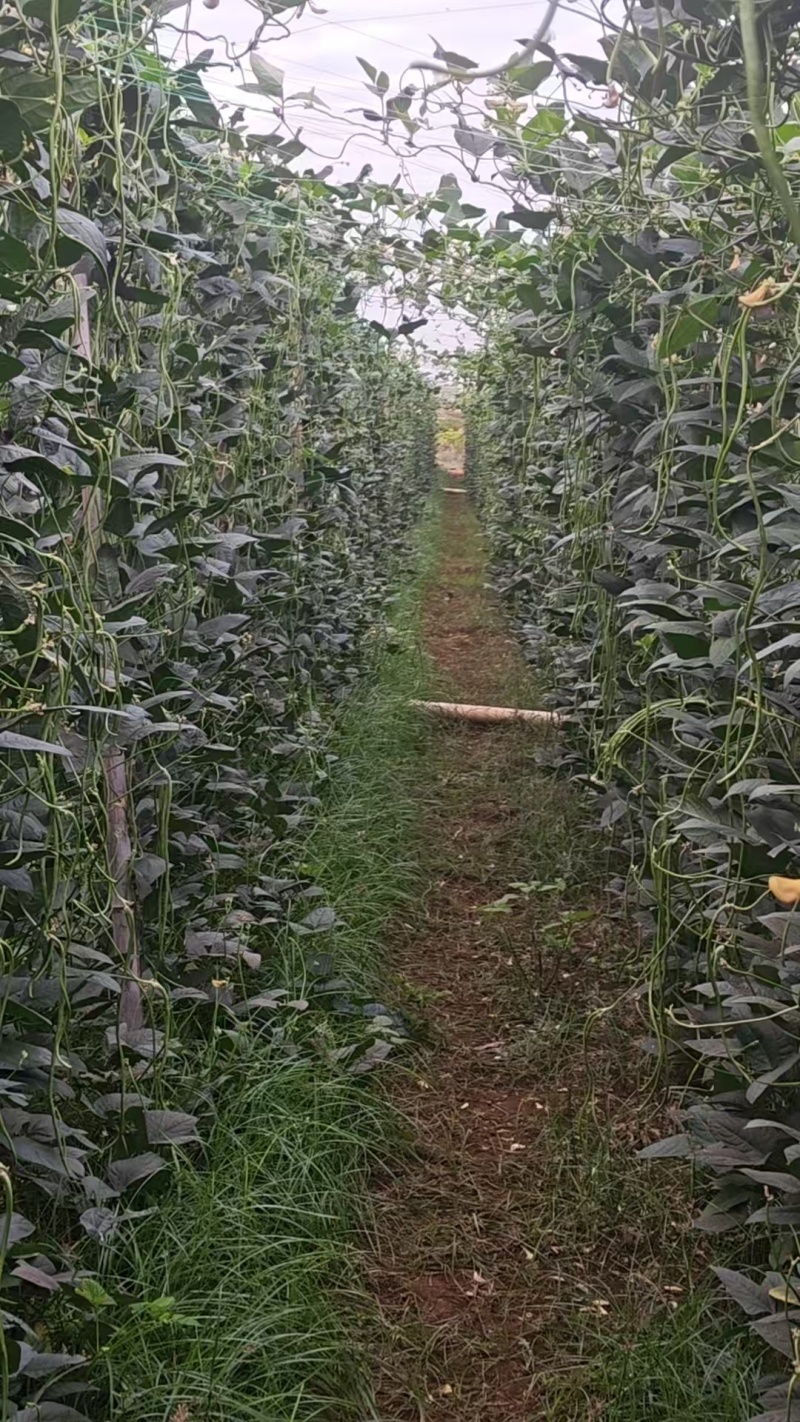 豆角好货。
