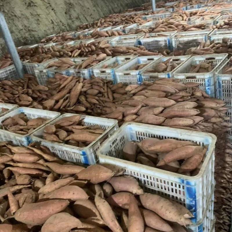 河北正宗烟薯25红薯产地一手货源质量保证对家商超市场