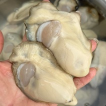 乳山三倍体纯肉现开大蚝花肉斤8-10颗