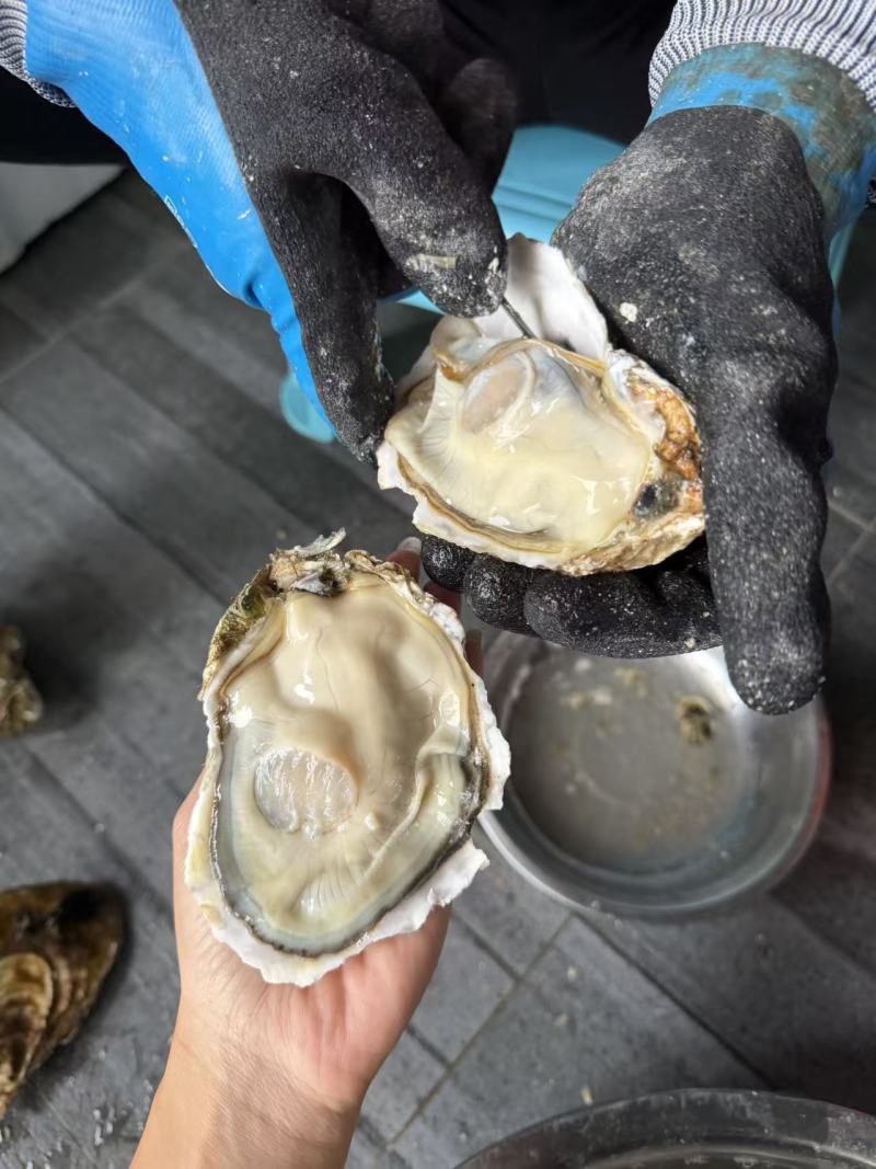 乳山三倍体纯肉现开大蚝花肉斤8-10颗