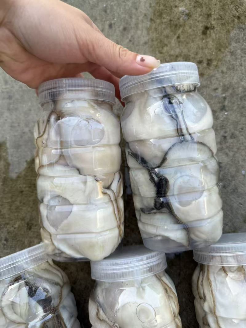 乳山三倍体纯肉现开大蚝花肉斤8-10颗