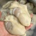 乳山三倍体纯肉现开大蚝花肉斤8-10颗
