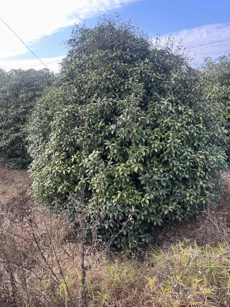丛生桂花树低分枝矮分枝2-3.5米冠规格齐全
