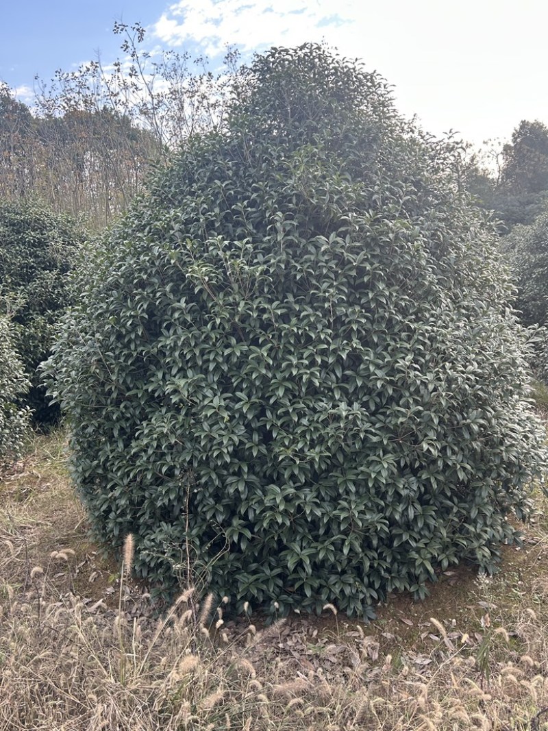 丛生桂花树低分枝矮分枝2-3.5米冠规格齐全