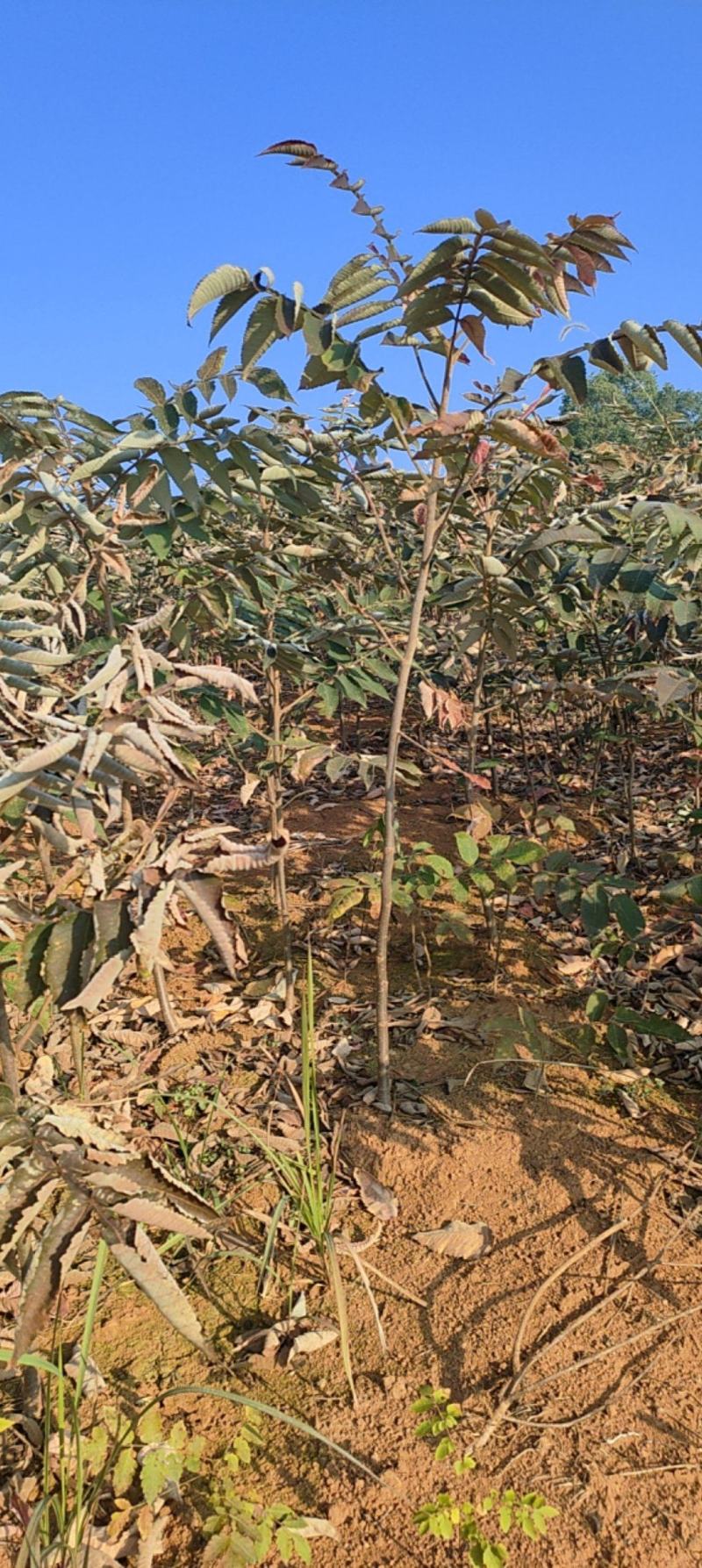 盐肤木