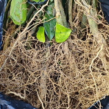 红美人蜜桔树苗一年苗