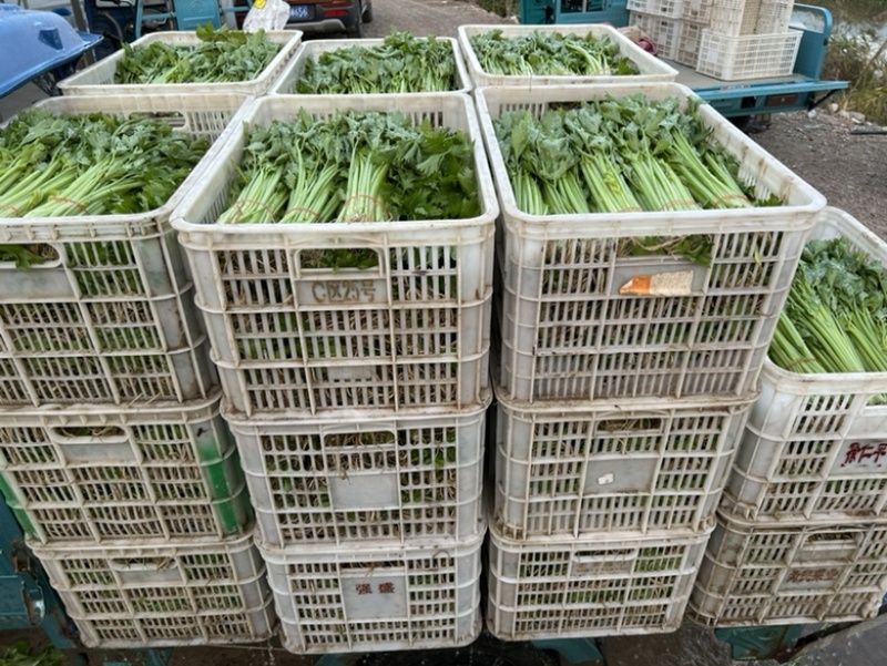 精品芹菜