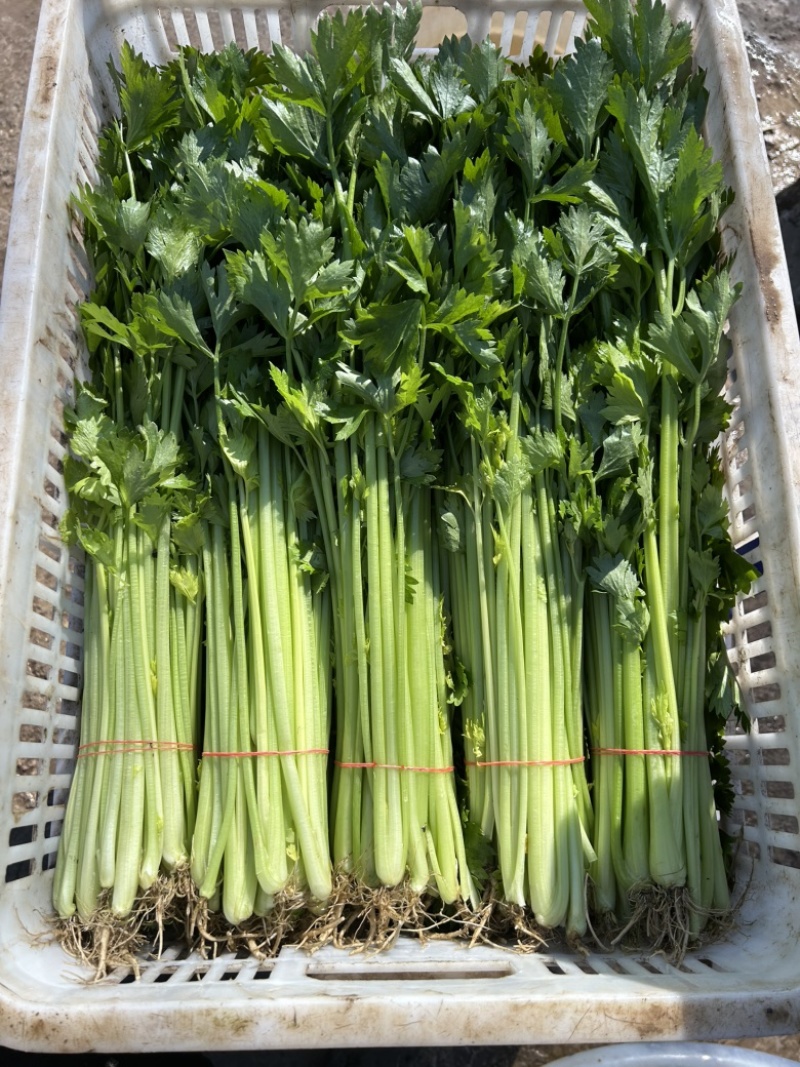 精品芹菜