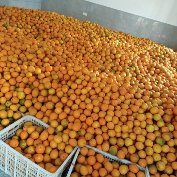 纽荷尔脐橙次果100万斤