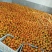 纽荷尔脐橙次果100万斤