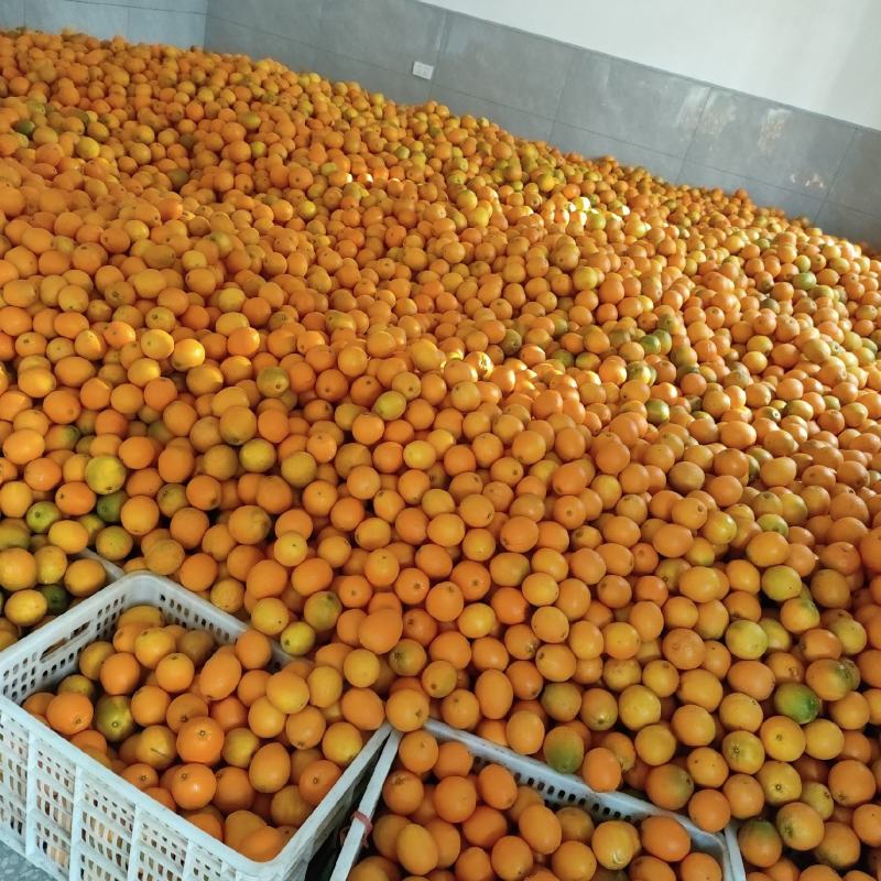 纽荷尔脐橙次果100万斤