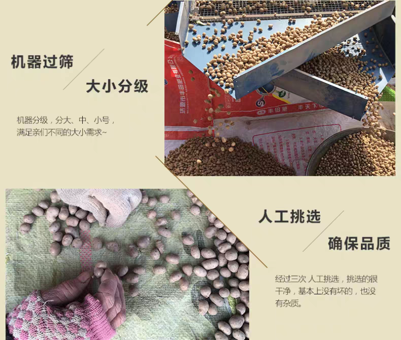 包邮）新鲜大号颗粒铁棍山药豆农家淮怀山药蛋糖葫芦山药豆