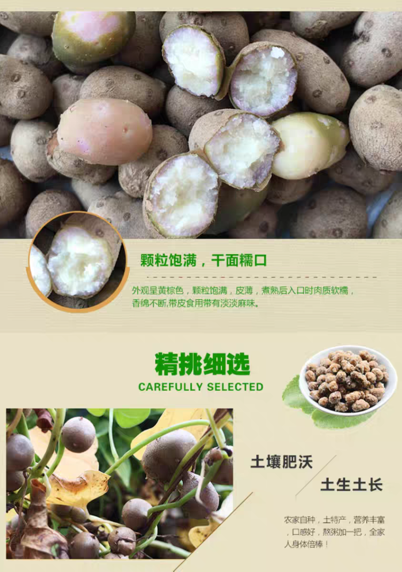 包邮）新鲜大号颗粒铁棍山药豆农家淮怀山药蛋糖葫芦山药豆