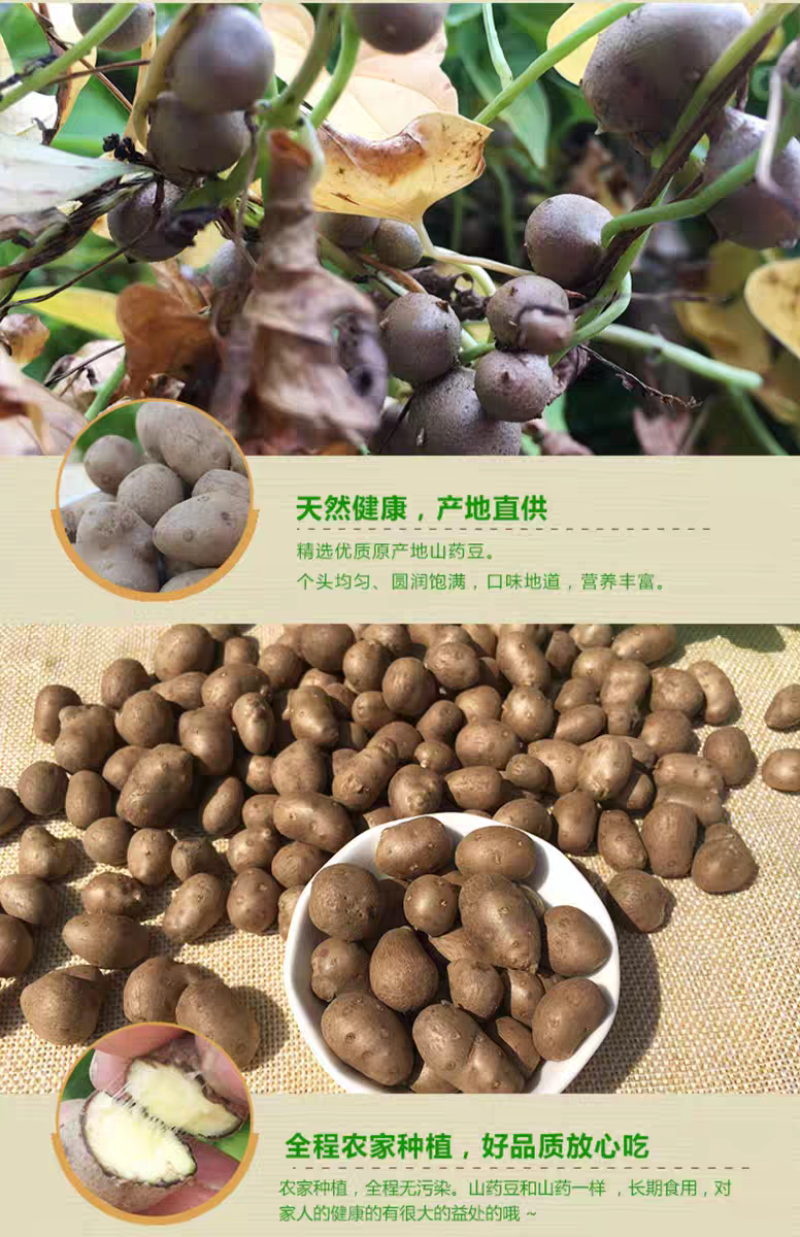 包邮）新鲜大号颗粒铁棍山药豆农家淮怀山药蛋糖葫芦山药豆