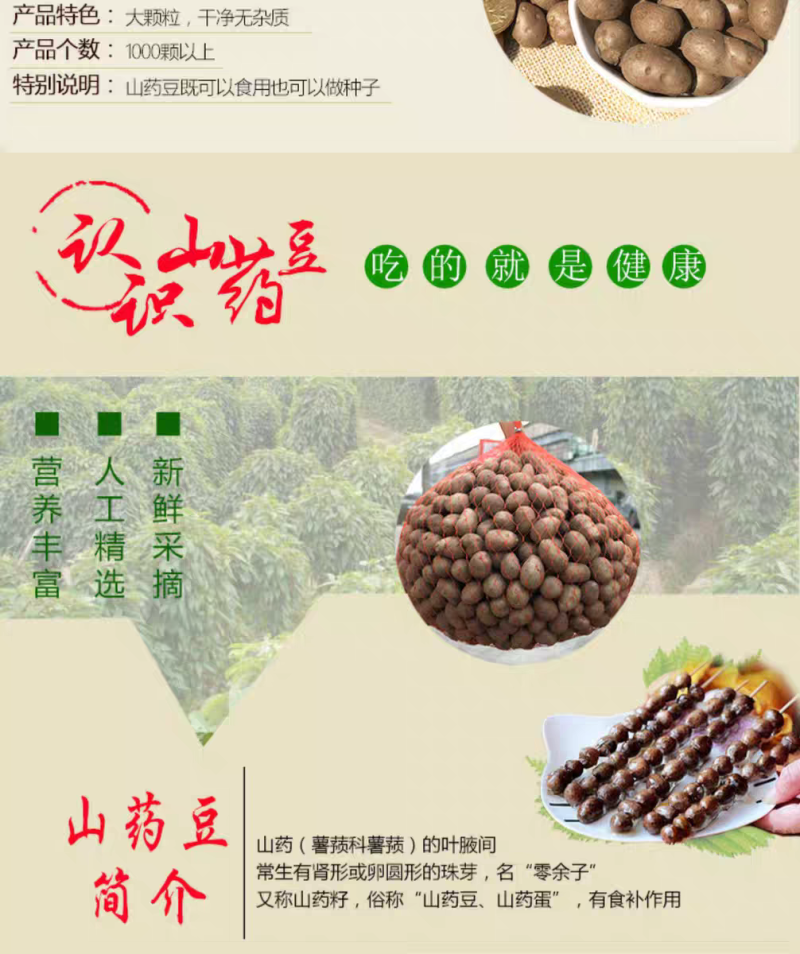 包邮）新鲜大号颗粒铁棍山药豆农家淮怀山药蛋糖葫芦山药豆