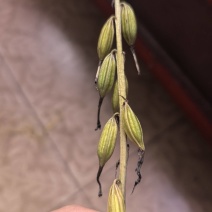 毛慈菇果夹