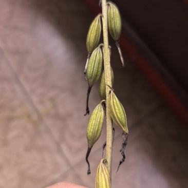 毛慈菇果夹
