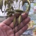 毛慈菇果夹