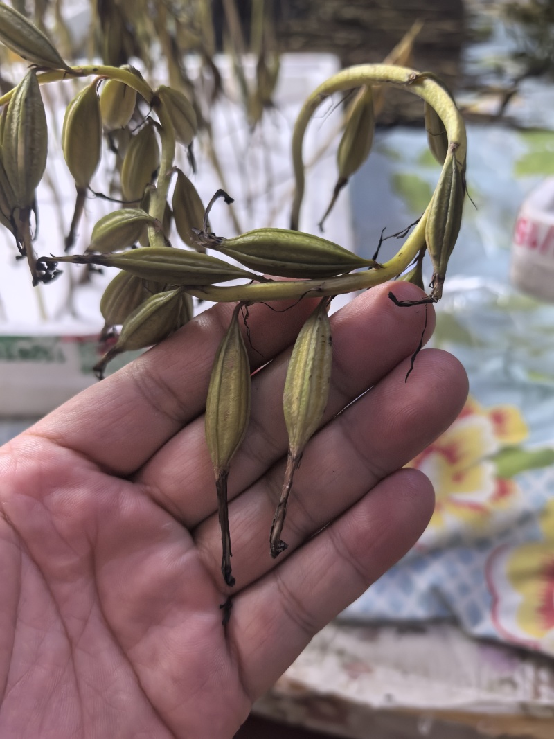 毛慈菇果夹