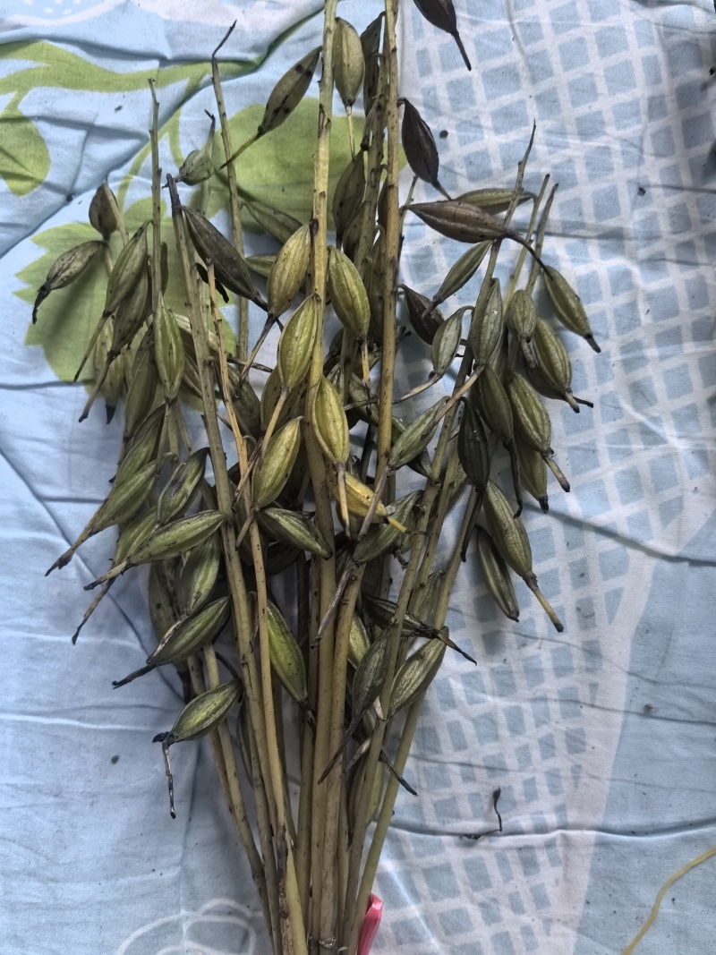 毛慈菇果夹