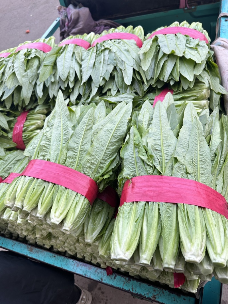 专业采购油麦菜，，欢迎各位老板前来合作