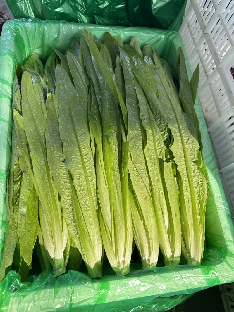 专业采购油麦菜，，欢迎各位老板前来合作