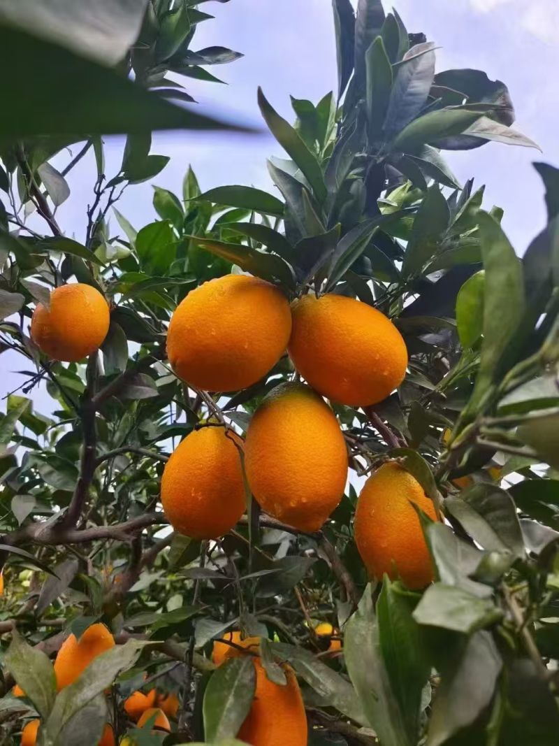 奉节脐橙