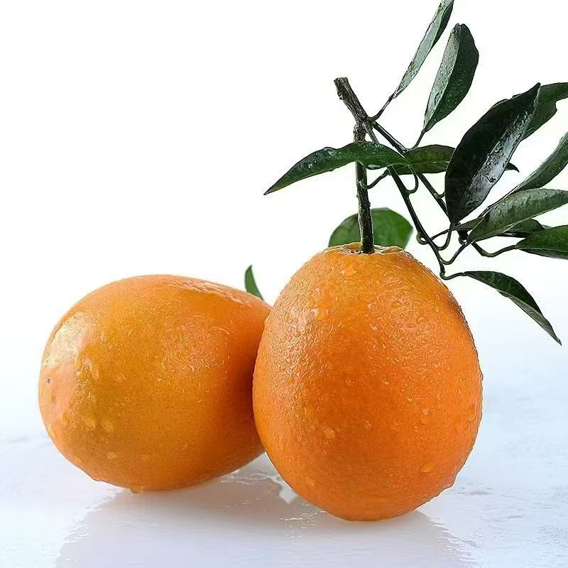 奉节脐橙