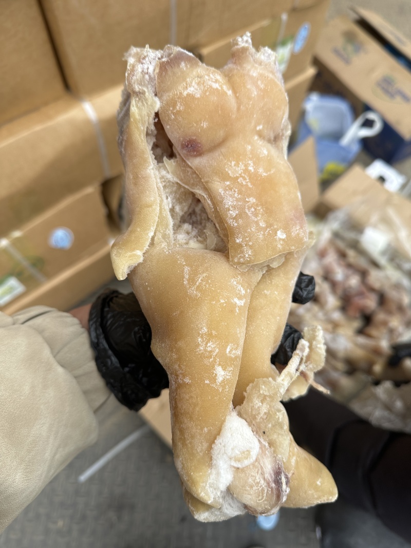 火烧去骨牛蹄带主筋