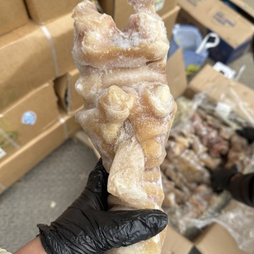 火烧去骨牛蹄带主筋