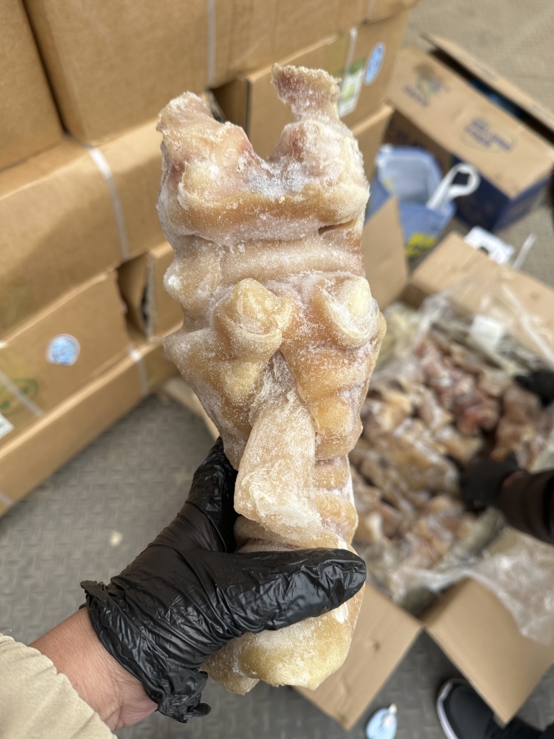 火烧去骨牛蹄带主筋