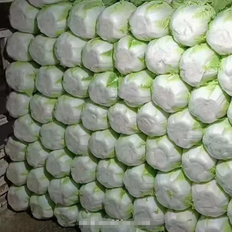 河北邯郸临漳大白菜，量大价优，欢迎您实地考察！