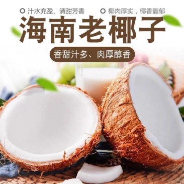 包邮）海南特产新鲜椰子去皮批发毛椰孕妇当季商用老椰子煲汤