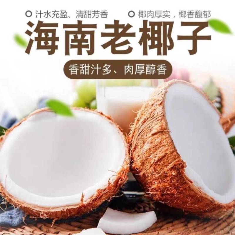 包邮）海南特产新鲜椰子去皮批发毛椰孕妇当季商用老椰子煲汤