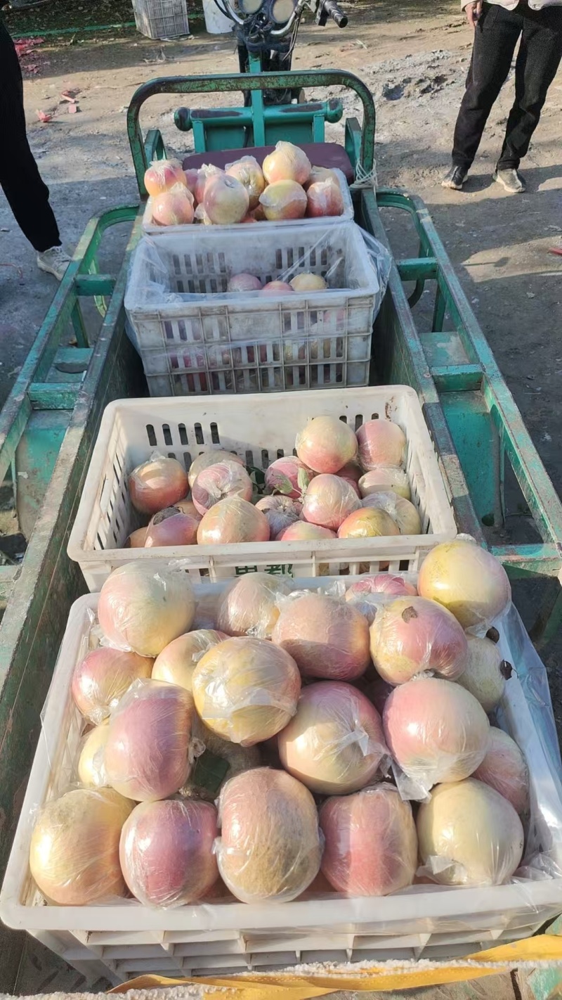 精品红富士苹果一手货源质量保证量大从优诚信经营欢迎咨询