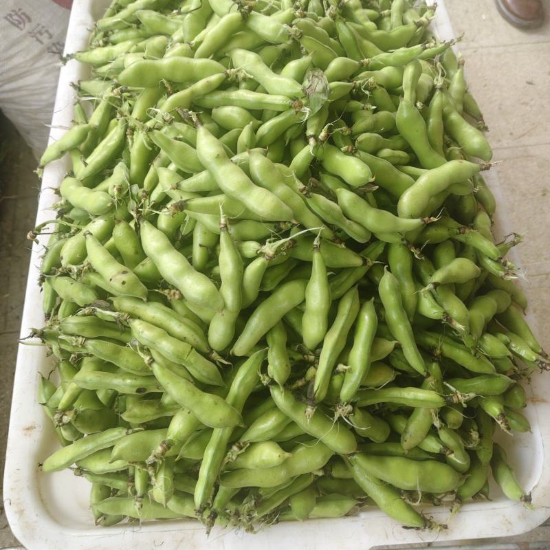 蚕豆